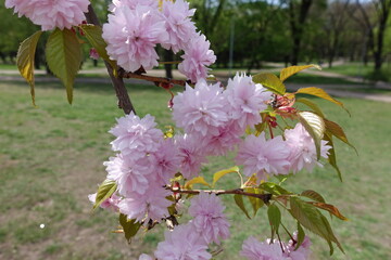 Florescence of double flowered sakura tree in April