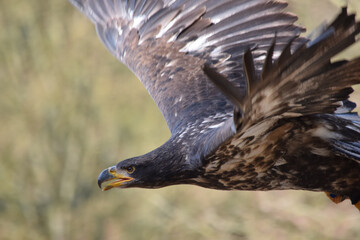 Weißkopfseeadler Jungvogel fliegt - Jungvogel ohne weißen Kopf