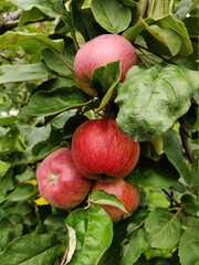 red apples on a branch