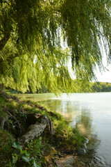 willows grow on the lake shore, and on an autumn day you can relax under the trees and look at the lake