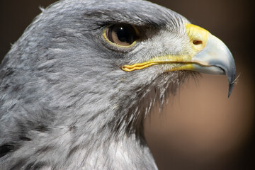 Kordillerenadler Nahfuanhme vom Kopf