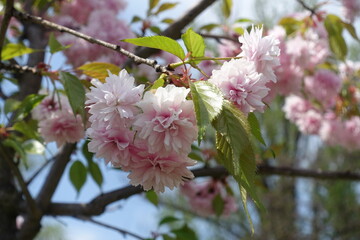 Fresh leaves and double pink flowers of sakura in April