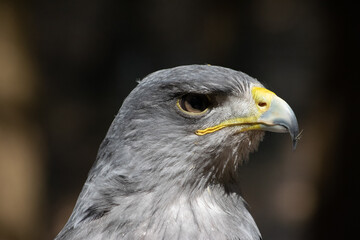 Kordillerenadler Nahfuanhme vom Kopf