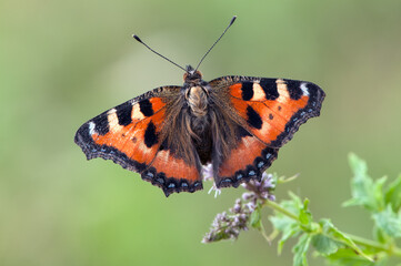 Aglais urticae butterfly dark brown sits on a forest flower on a summer day