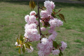 Group of double pink flowers of sakura in April