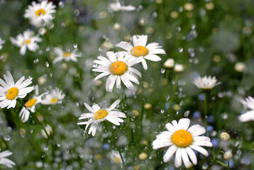 Raindrops falling on chamomile flowers