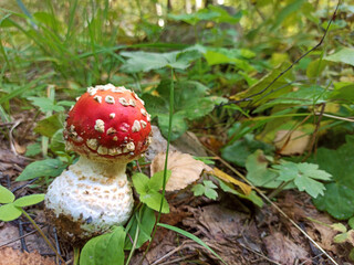Red mushroom fly agaric grows in the grass