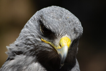 Kordillerenadler Nahfuanhme vom Kopf