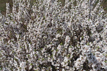 Lots of white flowers of prunus tomentosa in April