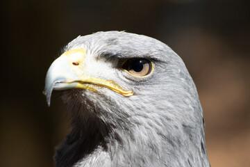 Kordillerenadler Nahfuanhme vom Kopf