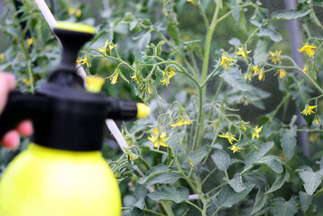 Spraying tomato seedlings to increase yields in greenhouses.