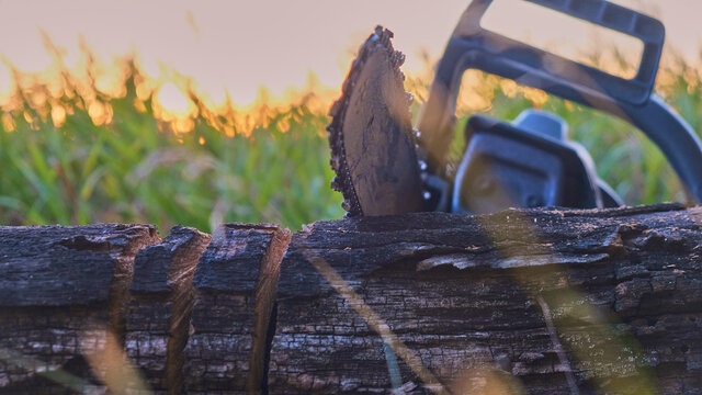 sawing logs with a chainsaw against the sunset