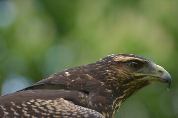 Kordillerenadler Jungvogel