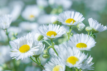 Fototapeta na wymiar Soft pastel image of white field daisies as background.