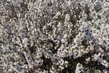 Plenty of white flowers of prunus tomentosa in April