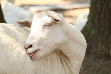 Obraz premium ヤギ