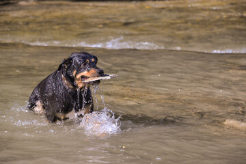 in autumn on a warm day the dog looks for rocks under the water and dives for them