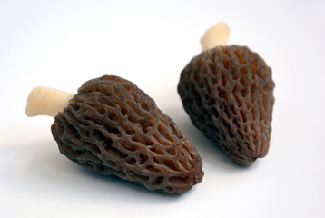 Two morel mushrooms lie on a white background