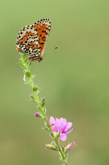 beautiful and elegant butterfly Melitaea cinxia in the early morning in a clearing among forest flowers