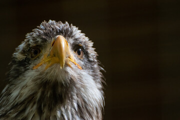 Nahaufnahme Weißkopfseeadler - Kopf vom Adler