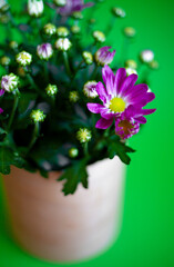 Bouquet of violet chrysanthemums in a pot isolated on a green background. Postcard with place for text. Autumn flowers, flowerbot close-up. Grow a flower at home. Copy space.Chrysanthemum bush.