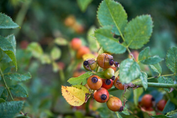 róża, owoc, Rosa canina,dzika róża © Marcin Łazarczyk