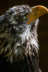 Nahaufnahme Weißkopfseeadler - Kopf vom Adler