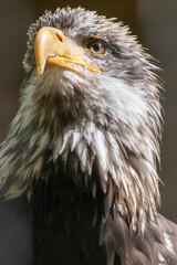 Nahaufnahme Weißkopfseeadler - Kopf vom Adler