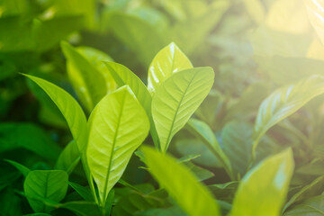Fresh green leaves nature blurred the greenery background in the garden. Landscape of natural light green leaf plants with empty copy space for design wallpaper. Nature concept.