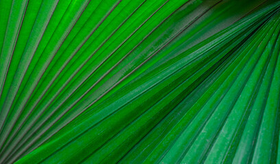 Green palm leaves nature abstract background. Tropical rainforest foliage leaf plant bushes. Natural spring green wallpaper pattern texture. Nature concept.