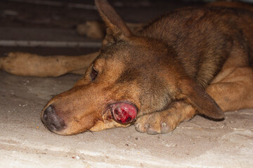The brown dog suffers from red eye syndrome. Sick sleeping dog. The dog has no owner