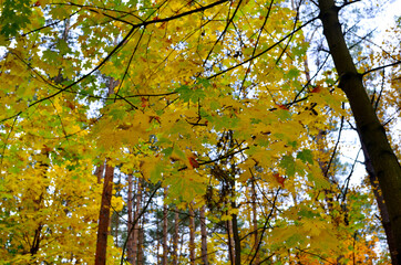 Yellow leaves on the sky background. Autumn maple leaf concept. Dress warmer, go walking, the weather is cold