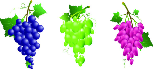 Grape bunches - a set of three different grape varieties of different colors. Vector illustration for design.