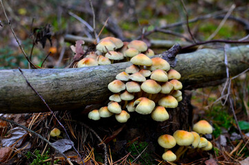 Many dangerous inedible mushrooms in a dark forest. Poisonous mushrooms, hazardous to health.
