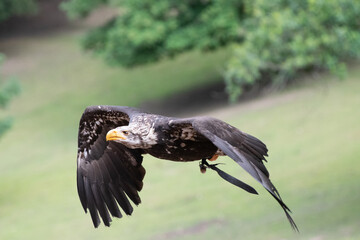 Weißkopfseeadler fliegt