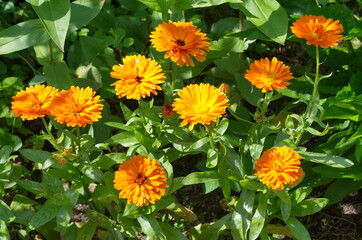 Blooming calendula (Lat. Calendula officinalis) on a flower bed in the summer garden