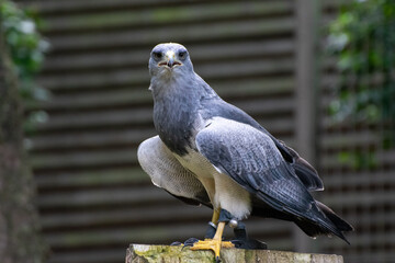 Kordillerenadler steht