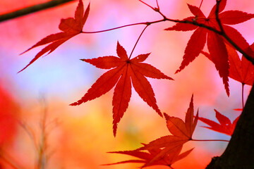 赤く染まる紅葉