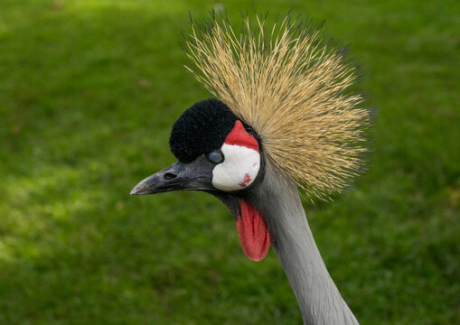 Black crowned craneblack-crowned crane (balearica pavonina), Laikipia county, Mount kenya, Kenya