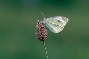 white butterfly on a blade of grass meets the dawn in the meadow	