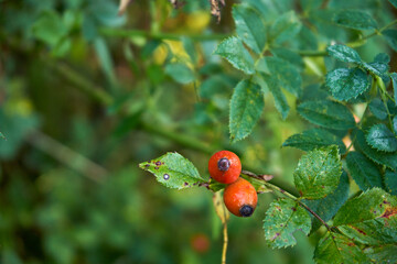róża, owoc, Rosa canina,dzika róża © Marcin Łazarczyk