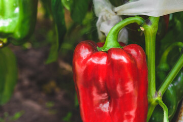 Red bell pepper on a bush in a greenhouse
