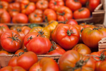 lots of tomatoes on a branch on counter