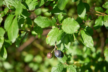 tarnina , Prunus spinosa © Marcin Łazarczyk