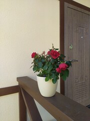 Red roses in a light pot on the fence at the entrance to the house