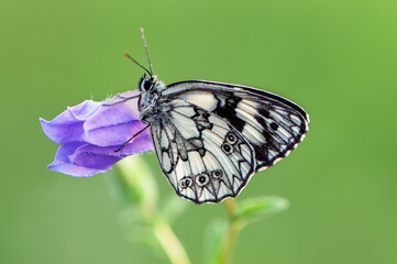 a butterfly Melanargia galathea on a pink field flower awaits dawn spreading its wings