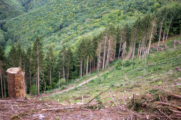 Forest dieback, dead trees in forest. Climate change
