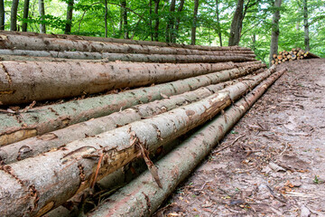 Felled logs stacked in the forest

