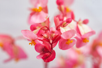 Fototapeta na wymiar pink begonia flowers