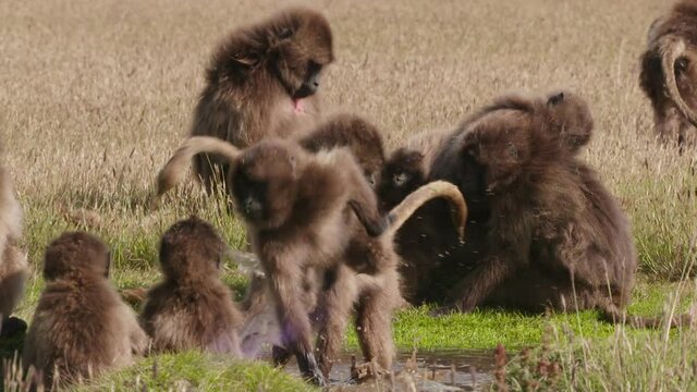 Gelada monkey jumping away from another, Ethiopia